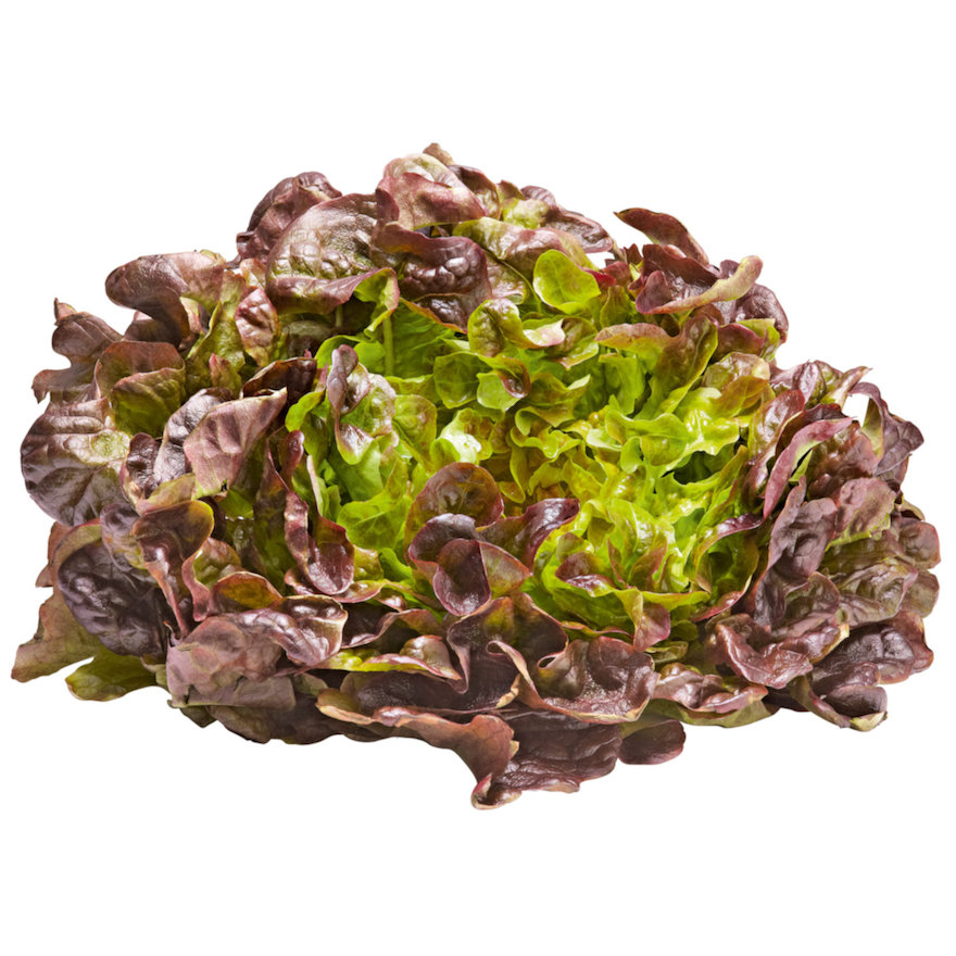 Hạt giống Xà lách Oakleaf  933