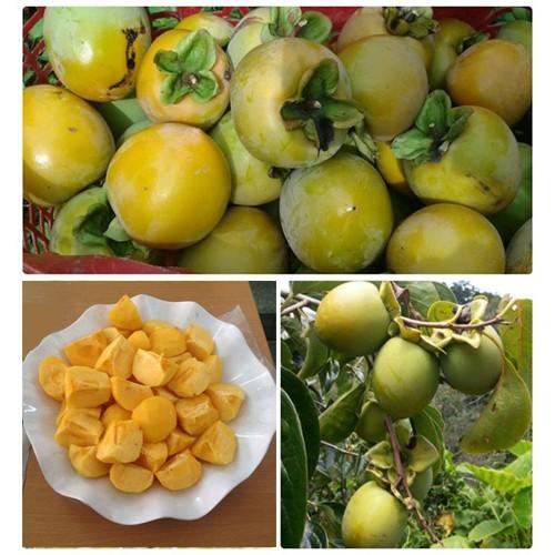 CÂY GIỐNG HỒNG GIÒN NHẬT BẢN SIÊU NGON SIÊU QUẢ- CAM KÊT GIỐNG CHUẨN F1 + Tặng 01 cây dâu da đất