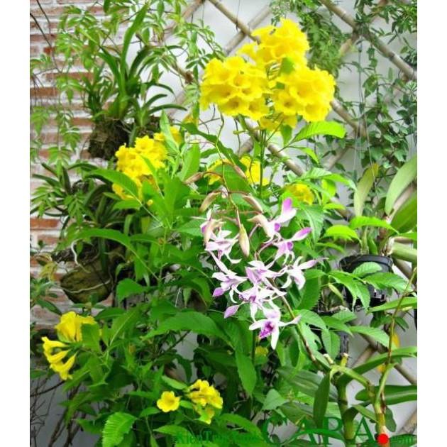Cây HOA CHUÔNG VÀNG - hoa siêu đẹp