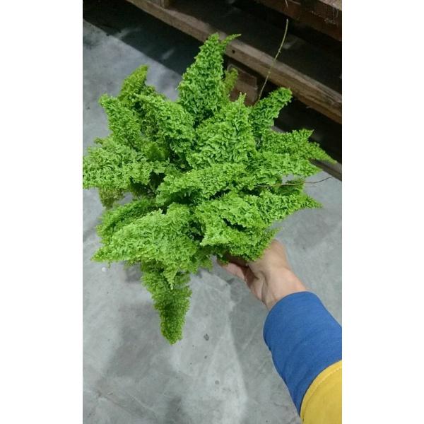 Dương xỉ lá nhuyễn, dương xỉ bông