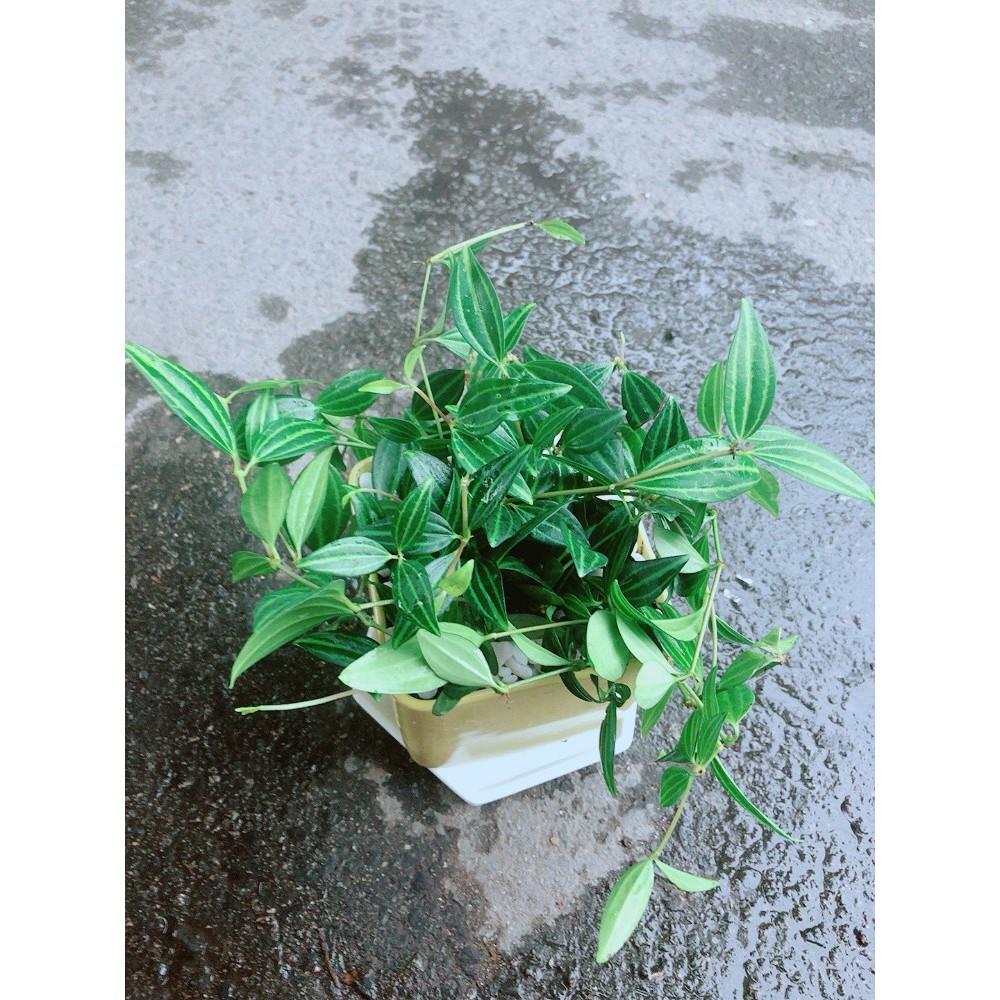 Chậu Cây Bình An Xanh