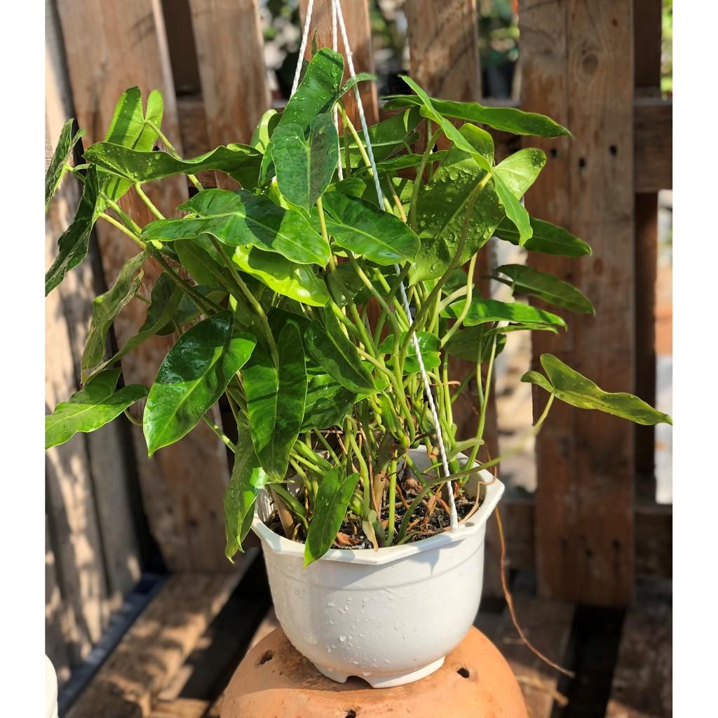 Chậu treo cây trầu bà Pháp