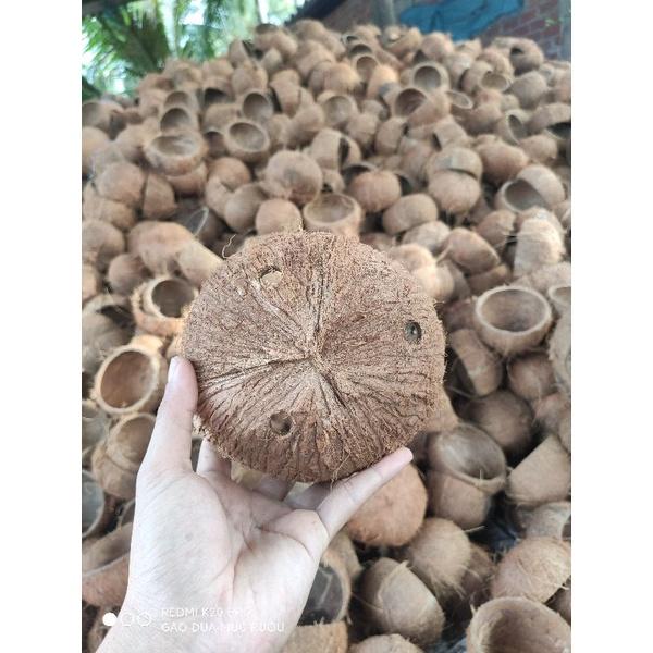 Gáo Dừa Trồng Cây Loại Thô | Chậu Cây Gáo Dừa đã khoan lỗ