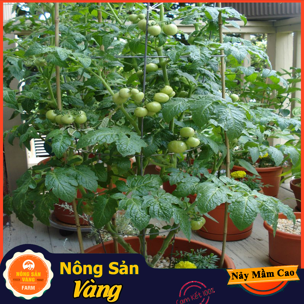Hạt giống Cà Chua Leo Giàn - Nông Sản Vàng