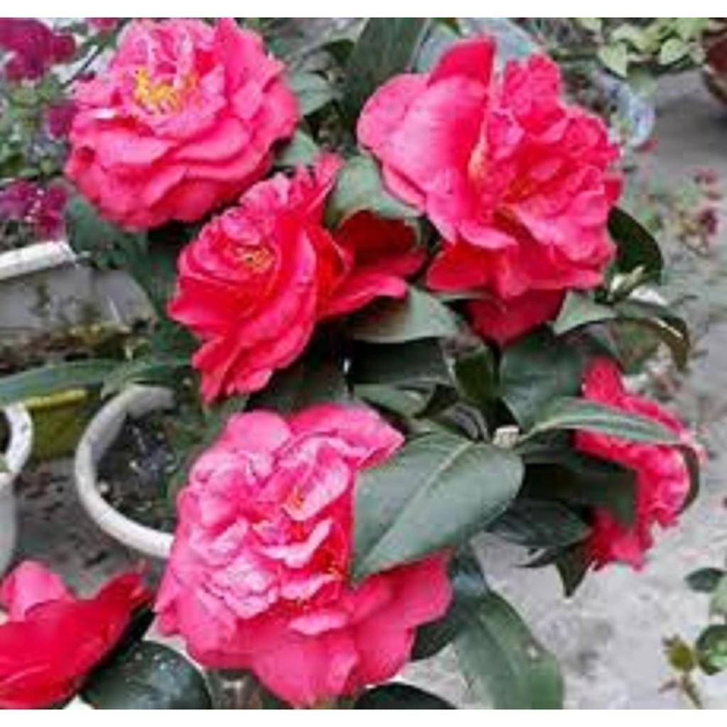 Bầu CÂY HOA TRÀ MY ĐỎ CỔ - cây giống nguyên bầu,