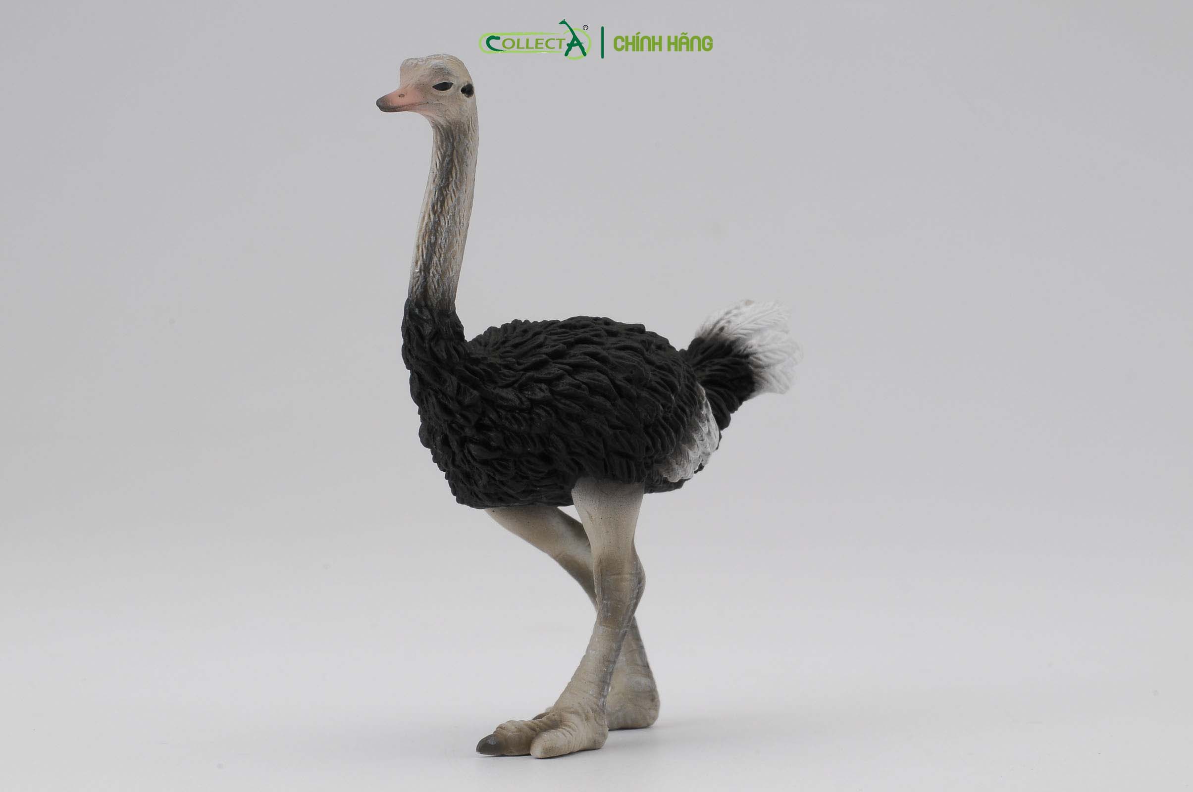 Mô hình thu nhỏ: Đà Điểu - Ostrich, hiệu: CollectA, mã HS 9651150[88459] -  Chất liệu an toàn cho trẻ - Hàng chính hãng