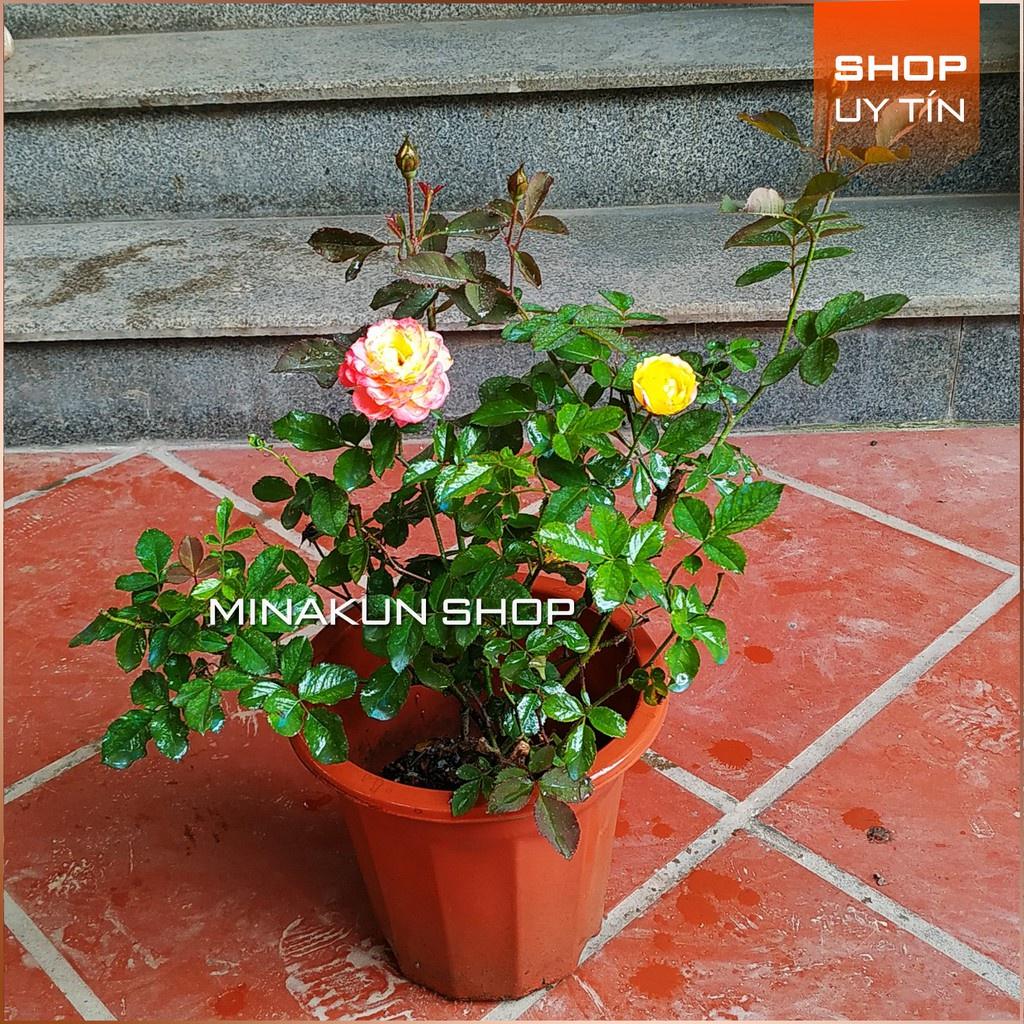 Hoa hồng đổi màu cực hot -bầu to lớn, cây trưởng thành trưởng thành
