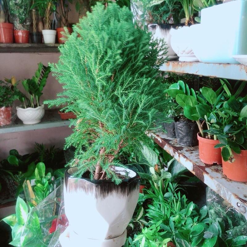 Cây Tùng Bồng Lai Kèm Chậu Sứ