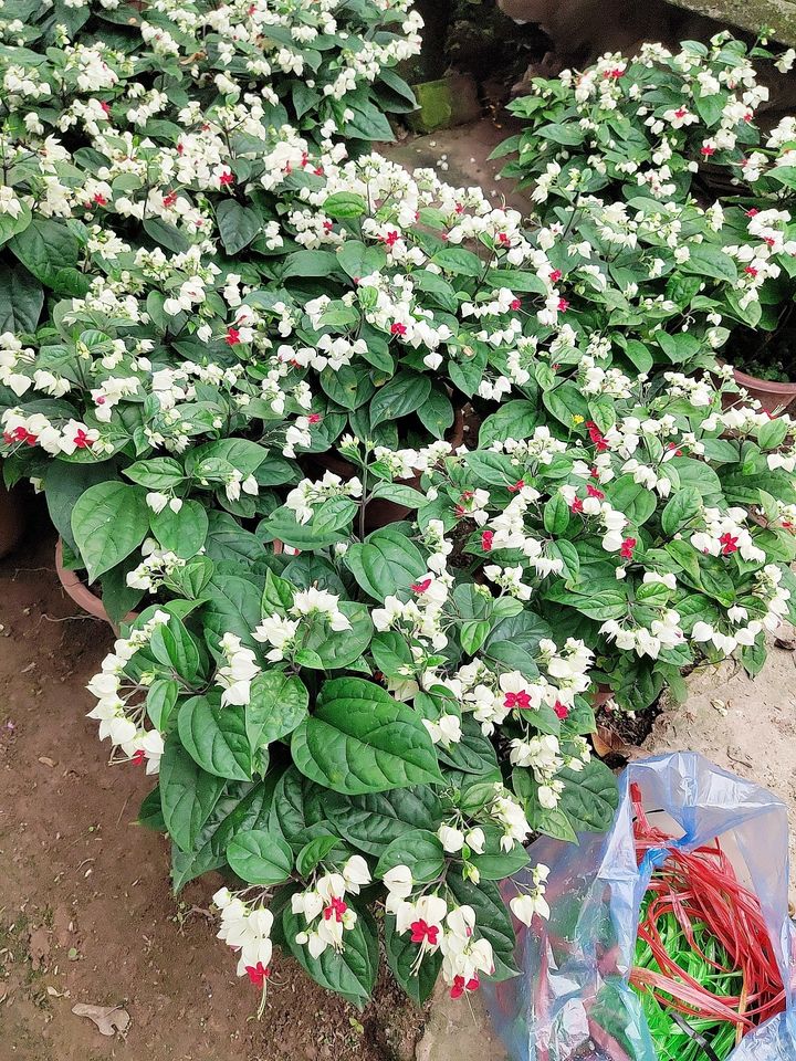 Cây ngọc nữ trồng chậu nhựa cao 25-30cm, cây hoa nở quanh năm, phát triển cực tốt, trồng trang trí sân vườn và ban công