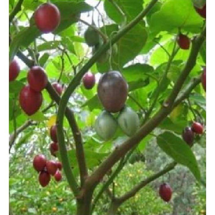 Hạt Giống Cà Chua Thân Gỗ Tamarillo 10 hạt/gói ( tặng kèm gói thuốc kích thích ươm hạt)