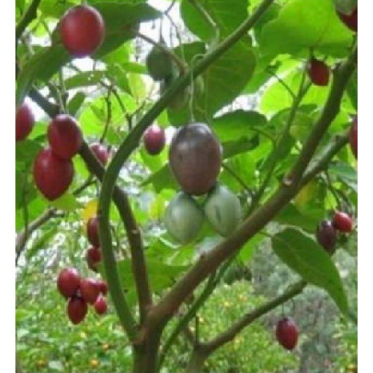 Hạt Giống Cà Chua Thân Gỗ Tamarillo 10 hạt/gói