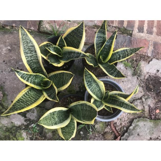 Cây lưỡi hổ lùn nhà vườn