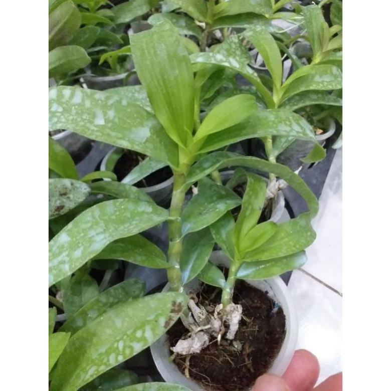 Hoa phong lan - 5ct quảng bình