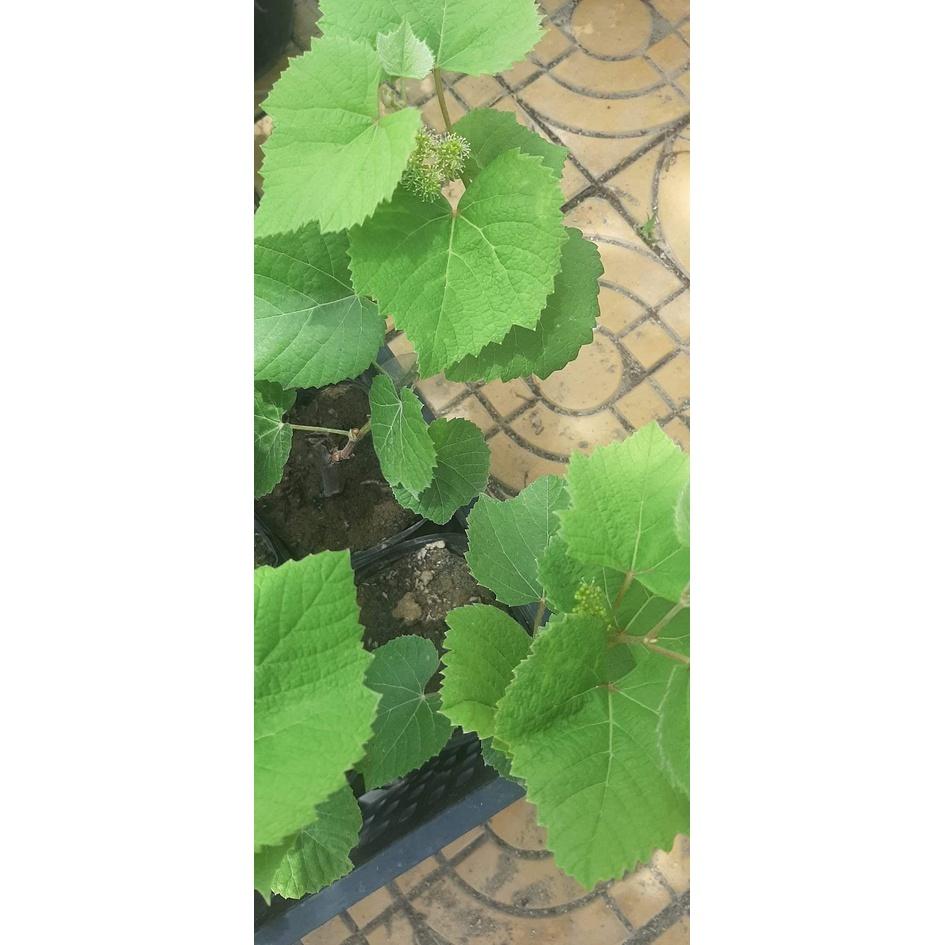 CÂY GIỐNG NHO KẸO
