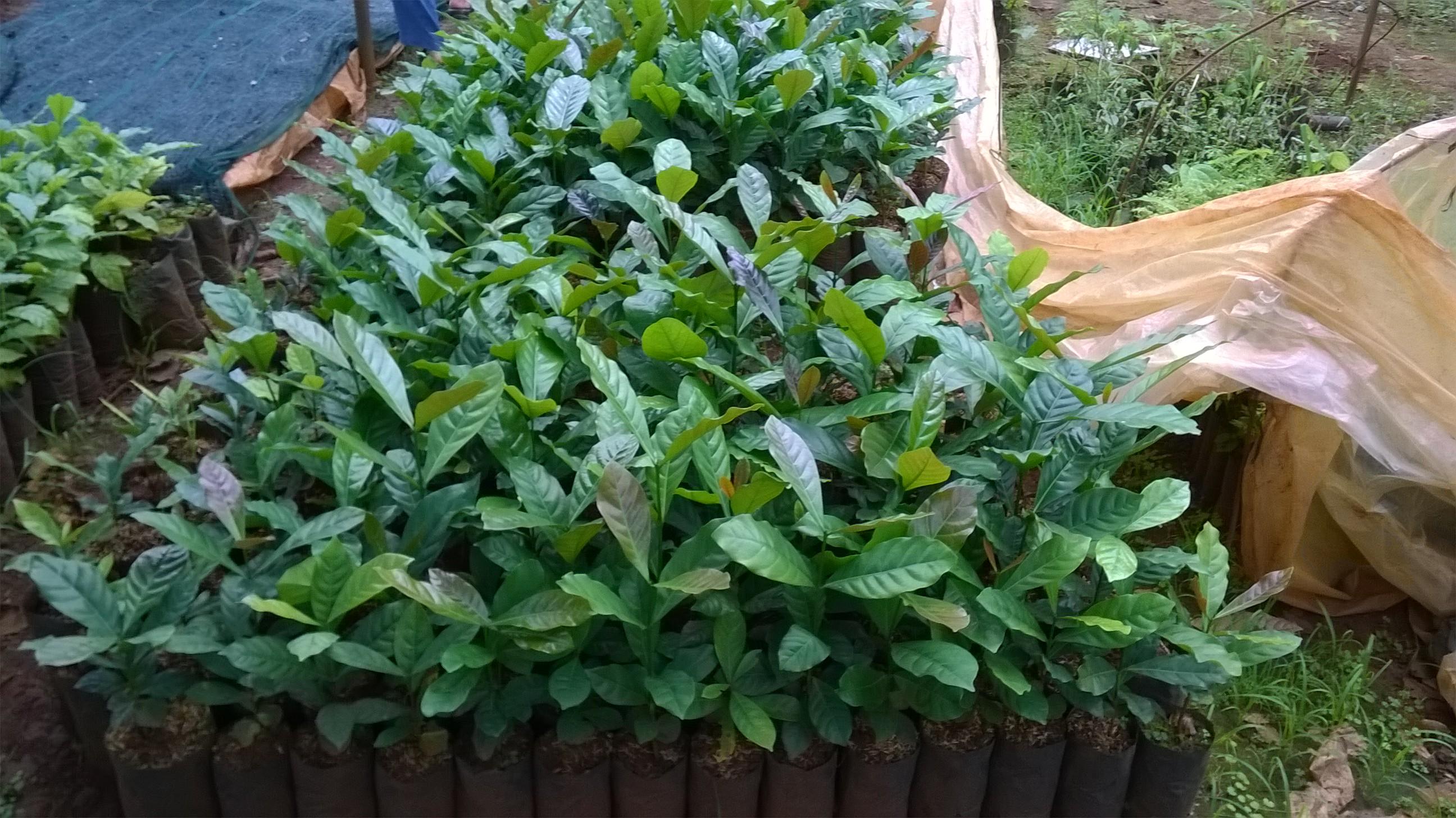 1 Kg Hạt giống Cà Phê vối cao sản TR9 .