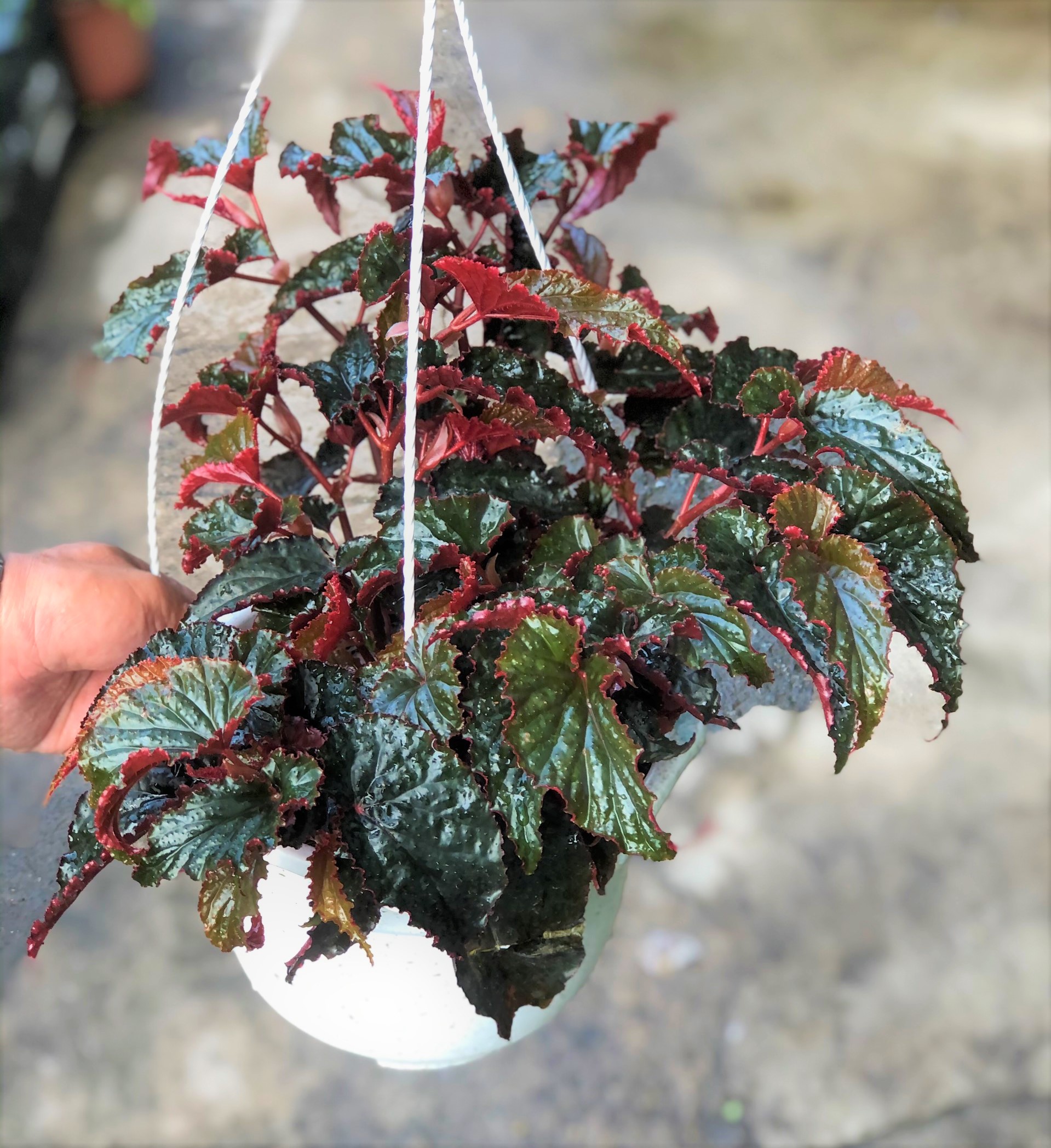 Chậu treo cây hải đường lá đỏ