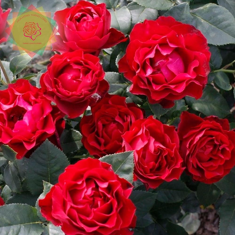 Cây hoa hồng ngoại Hommage a Barbara (bụi) đỏ nhung - Hoa hồng Thăng Long Flower