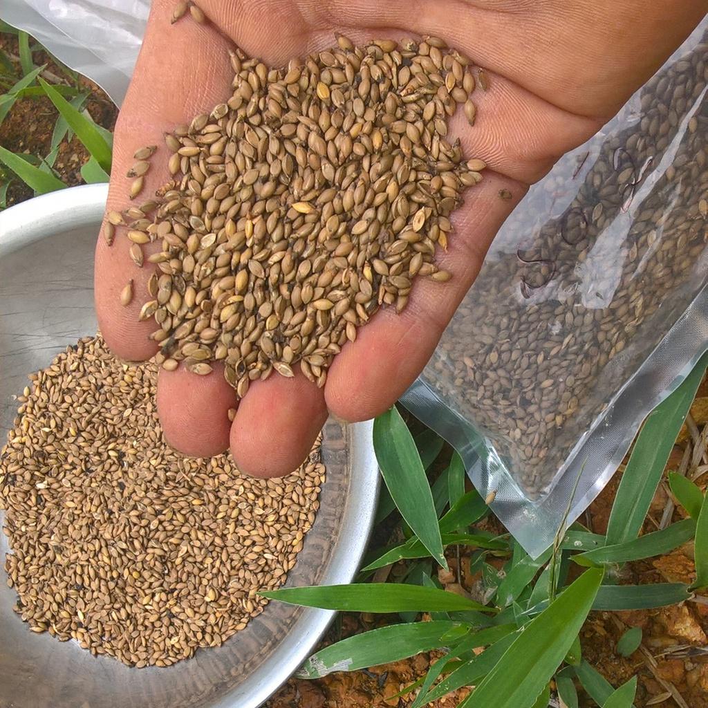 Giống Cỏ Mulato II - Giống Cỏ Chăn Nuôi Năng Suất Cao Chịu Hạn, Chịu Lạnh Tốt