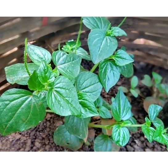 Hạt giống Rau Càng Cua, đóng gói 0.5gr