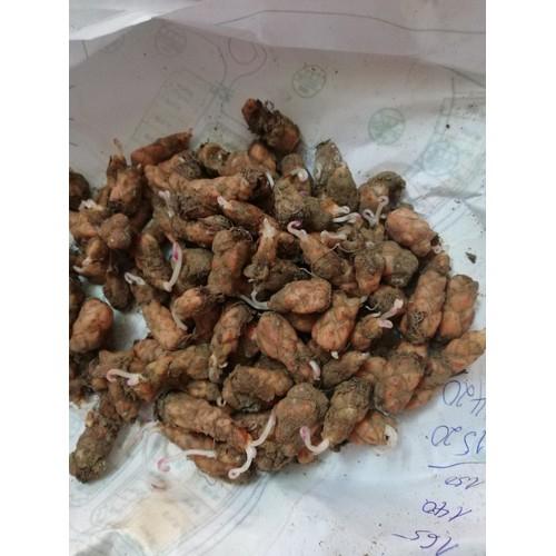 20 Củ Giống Hoa Bướm Đêm -