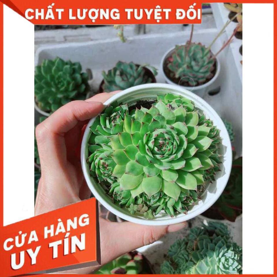 Sen đá phật bà Nhiều Người Mua