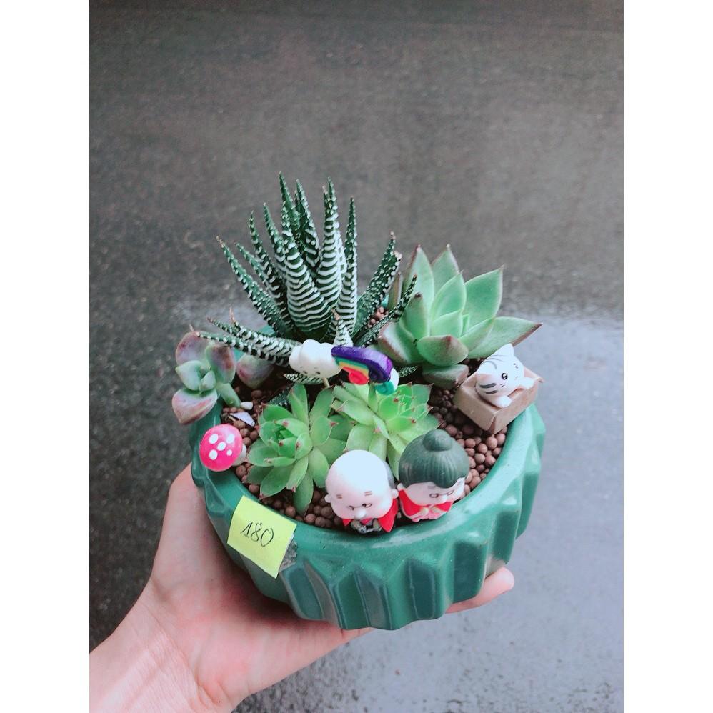 Chậu xương rồng tiểu cảnh