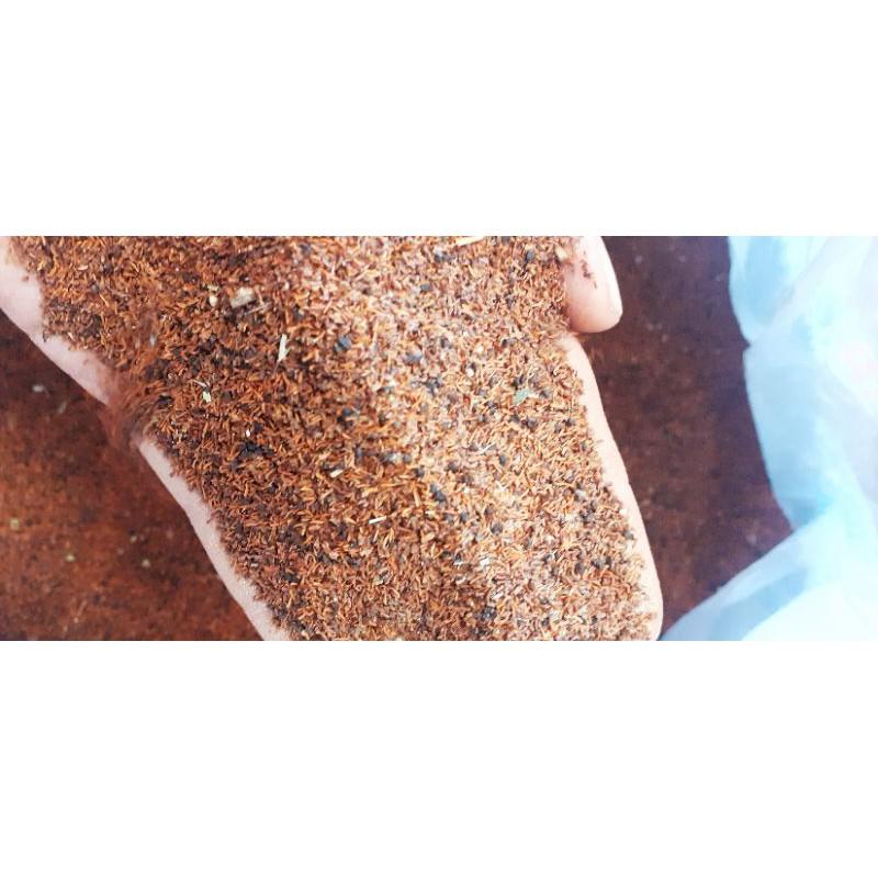 500 gram hạt bạch đàn đỏ