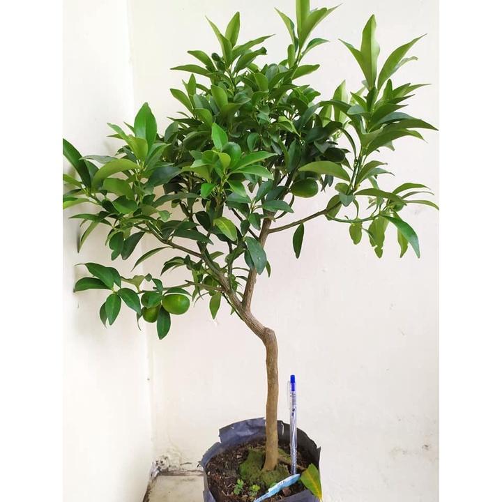 Cây quất ngọt siêu trái