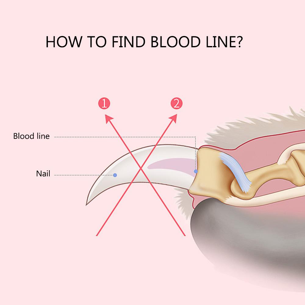 Dụng Cụ Kéo Cắt Móng Cho Mèo Chuyên Nghiệp Bằng Thép Không Gỉ