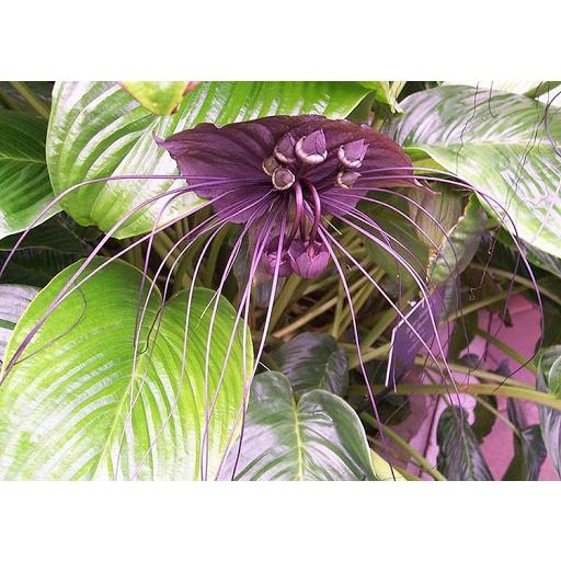 CHẬU CÂY RÂU HÙM LÀM CẢNH