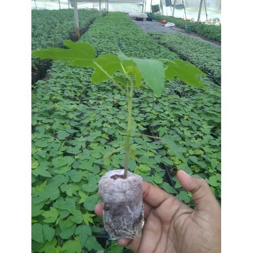 Hạt giống Đu Đủ Hà Lan Siêu Ngọt Seedline 20 hạt