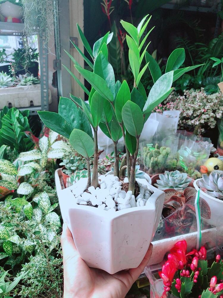 Chậu Cây Kim Tiền Thái