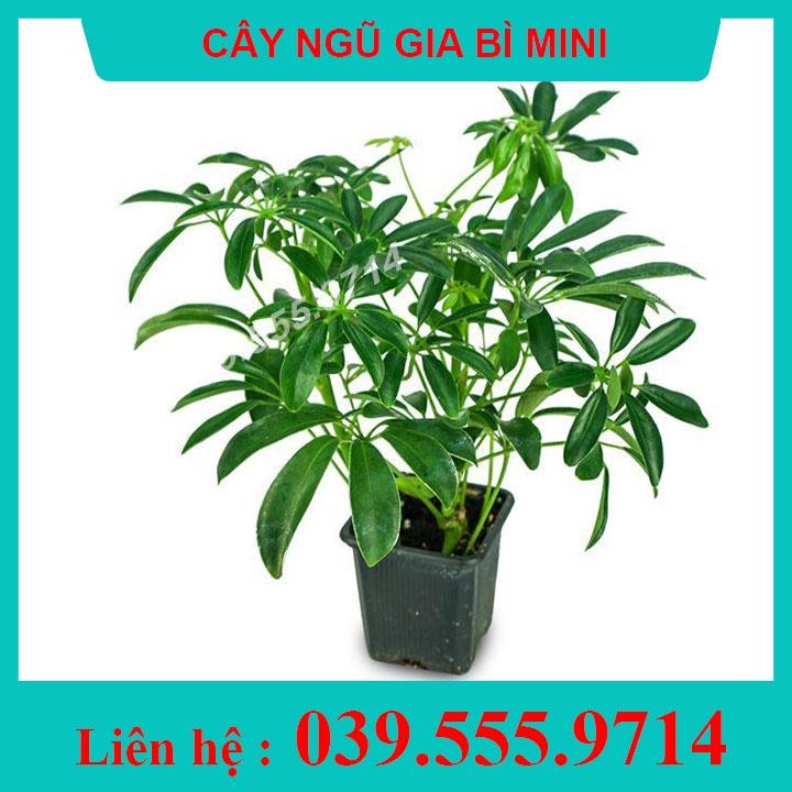 Cây Để Bàn Ngũ Gia Bì Trồng Chậu Nhựa - Cây đuổi muỗi, cây phong thủy