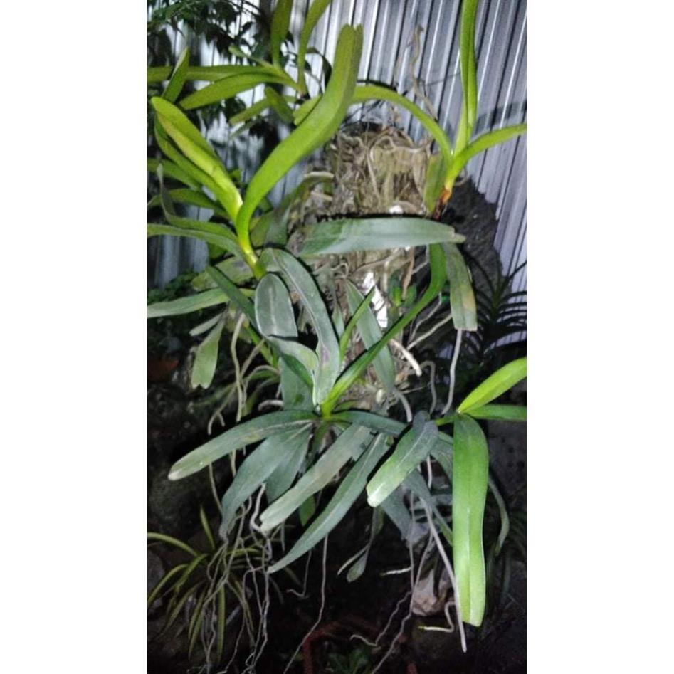 Hoa lan giáng hương tam bảo sắc+ 700g phân thỏ hữu cơ