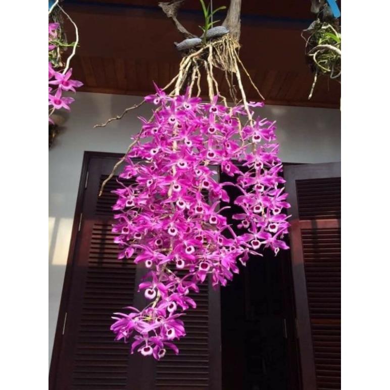 Hoa phong lan hoàng thảo kèn