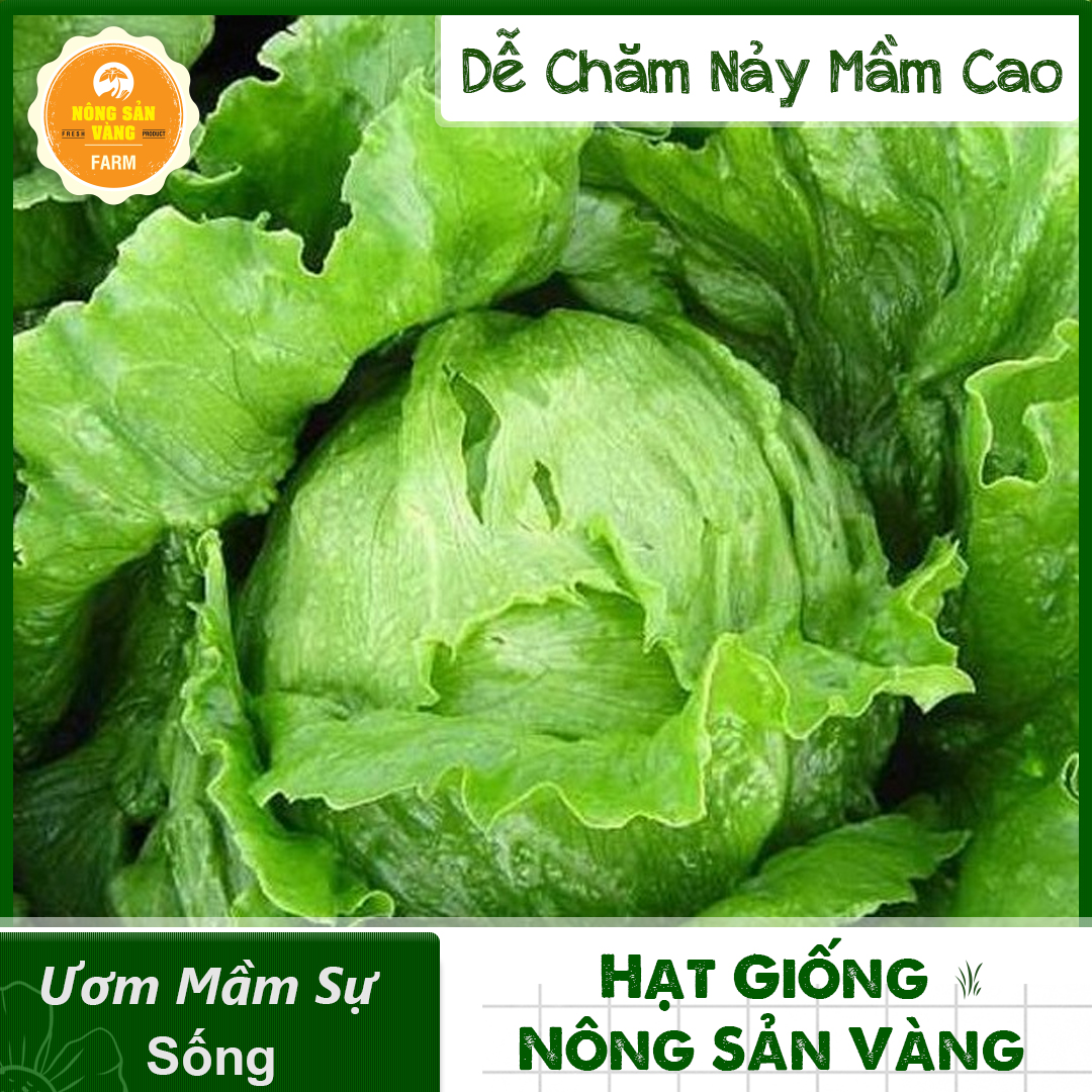 Hạt giống Xà Lách Mỹ Minetto, Chịu Nhiệt Năng Suất Cao - Nông Sản Vàng