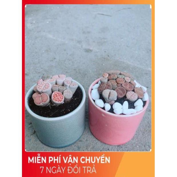 Chậu Cây Thạch Lan