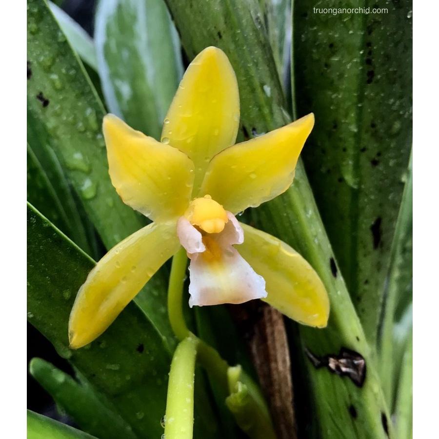 CHẬU LAN KIẾM VÀNG THÁI LAN , MẶT HOA ĐỘT BIẾN, BẢO HÀNH MẶT HOA THEO YÊU CẦU