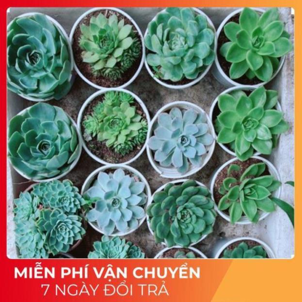 Sen Đá Size Trung Đồng Giá 45k