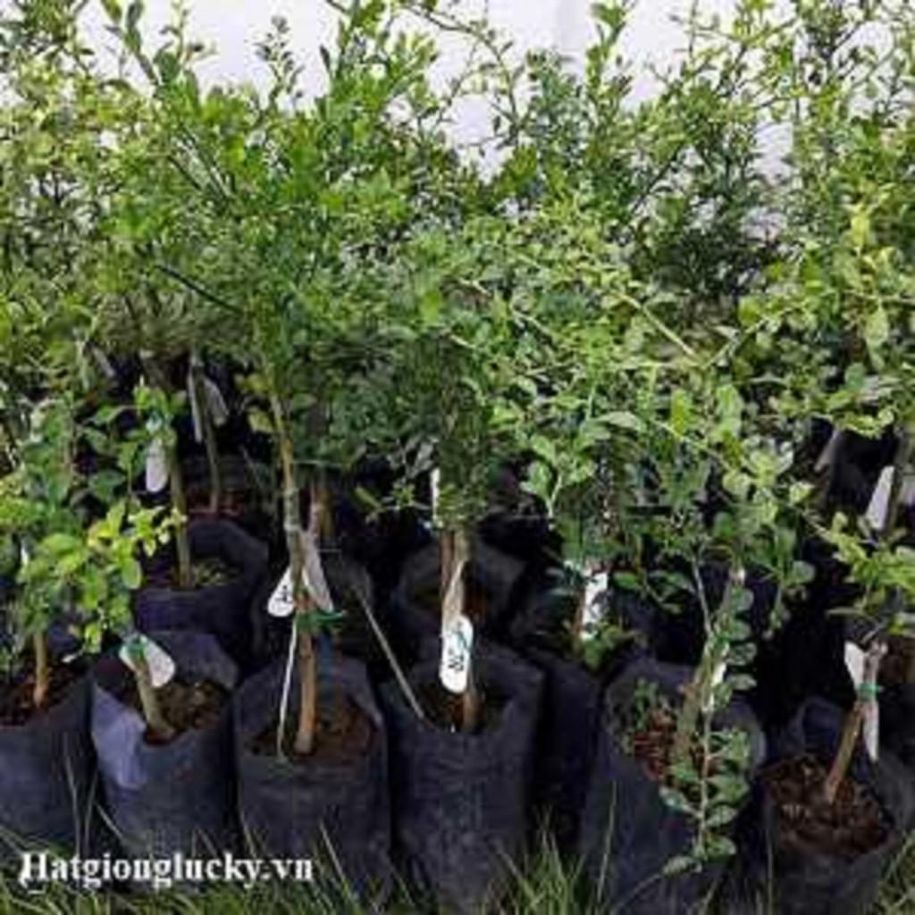 Cây giống CHANH NGÓN TAY THÁI LAN - Cây giống F1
