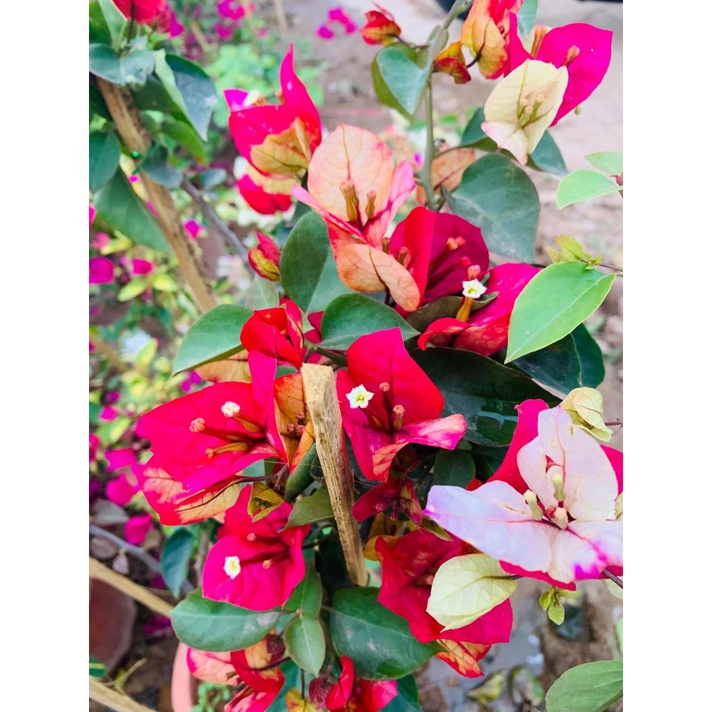 Cây hoa giấy đổi màu Ấn Độ - cây cảnh để bàn + tặng phân bón cho cây mau lớn