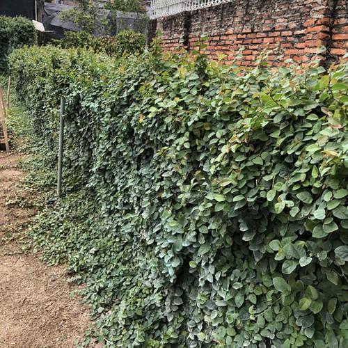 CÂY VẢY ỐC TRỒNG BỊCH ĐEN NHIỀU NGỌN SUM SUÊ DÀI 15-20CM CÂY SỐNG KHỎE THÍCH HỢP LÀM CÂY LEO BÁM