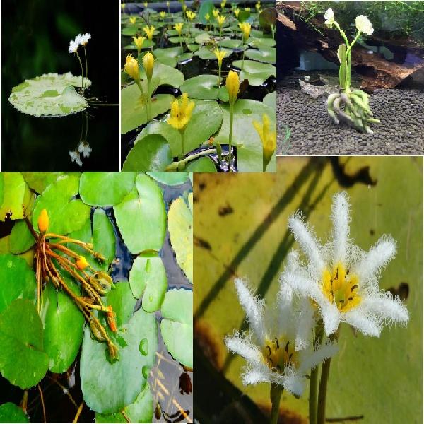 Cây hoa thủy nữ - 1 cây giống