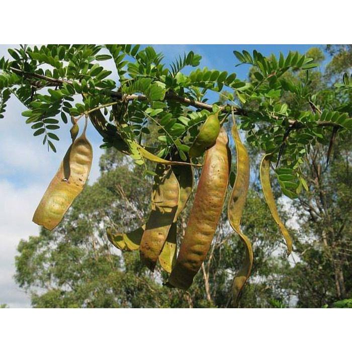 Hạt giống Cây Bồ Kết Cây KNS3697