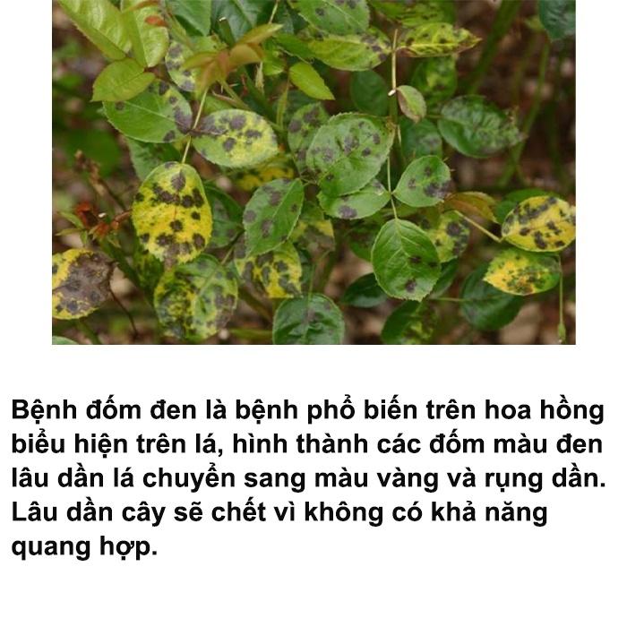 Chế phẩm trừ bệnh vàng lá, đốm đen, phấn trắng, thán thư, rỉ sắt, cháy bìa lá, thối nhũn, mốc sương trên cây trồng azo16