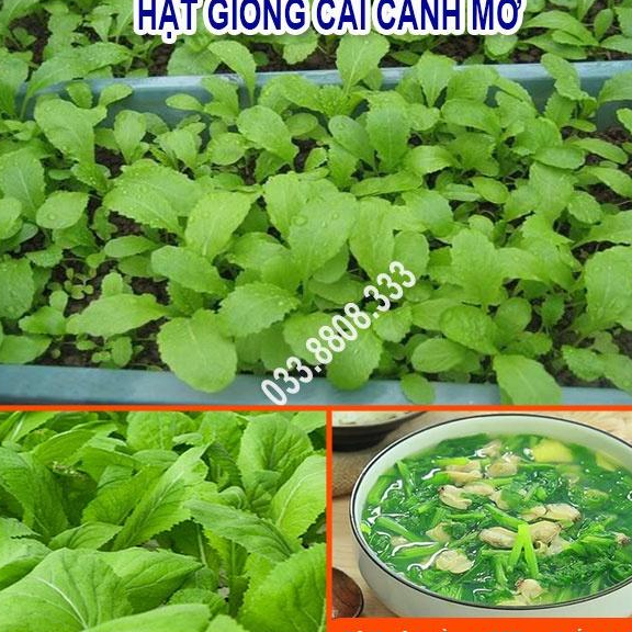 Hạt giống rau cải canh mơ 20gram - rau trồng quanh năm