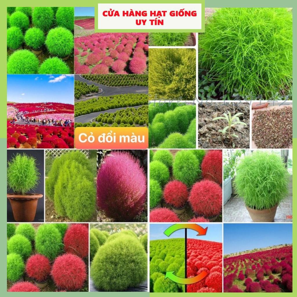 Hạt Giống Cỏ Đổi Màu F1 Loại Siêu Dễ Trồng, Hoa Nở Đẹp Tặng kèm Hướng Dẫn Trồng