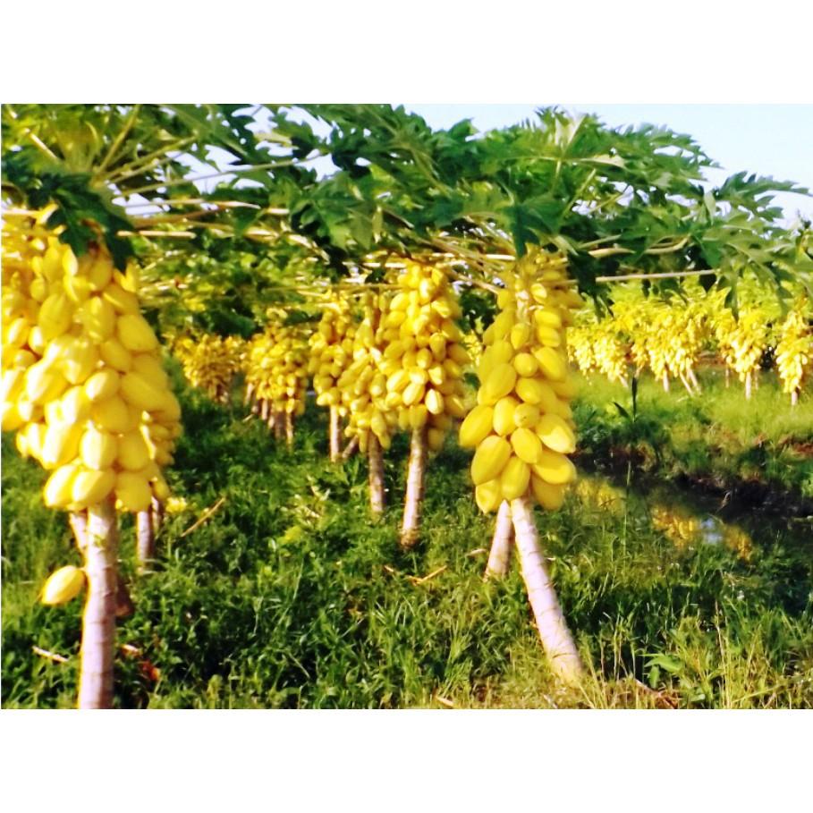 HẠT GIỐNG ĐU ĐỦ VÀNG