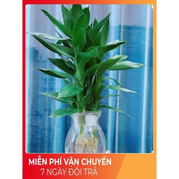 Chậu Phát Tài Búp Sen