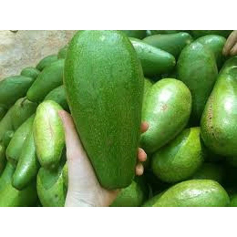 CÂY GIỐNG BƠ SÁP XANH SIÊU NGON